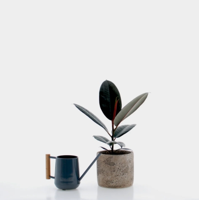 Ficus Plant