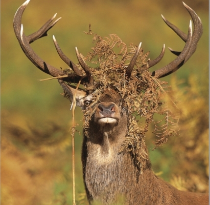Red Deer Blank Card