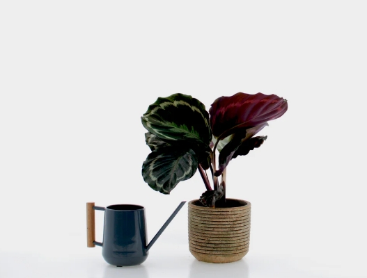 Calathea Plant Medillon
