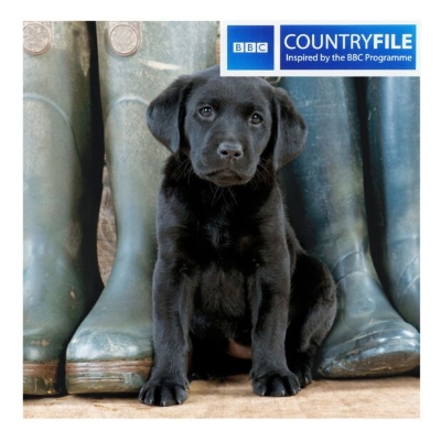 Black Labrador Puppy Blank Card