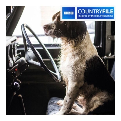 Spaniel In A Land Rover Blank Card