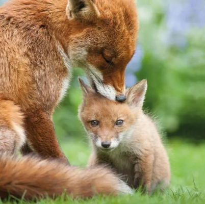 Foxes Blank Card