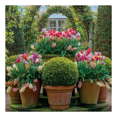 Tulips Blank Card