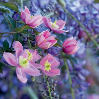 Clematis Blank Card