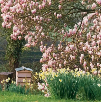 Magnolia Blank Card