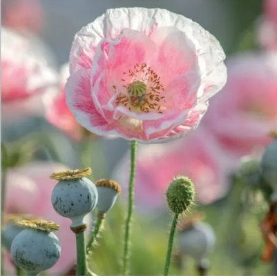 Pink Poppy Blank Card