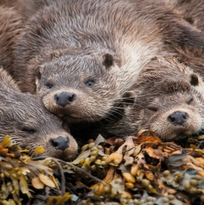 Otter Blank Card