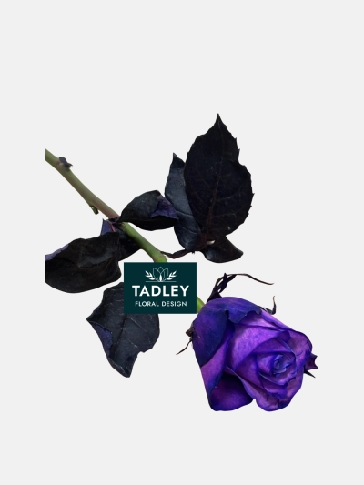 Single Stem Rose Purple Dyed