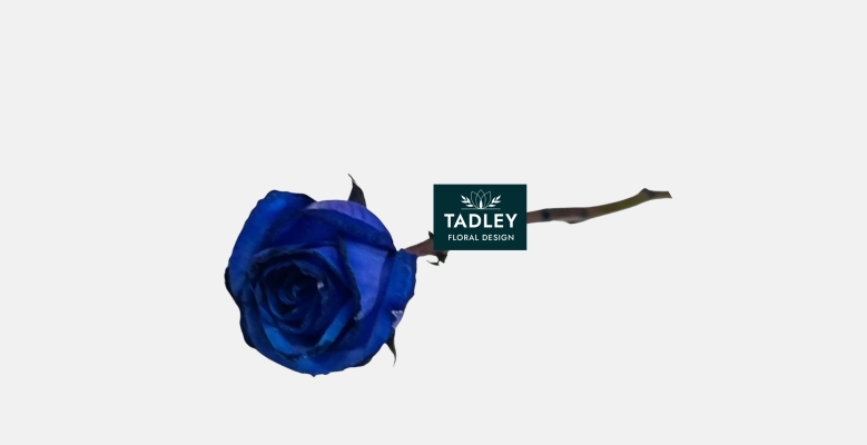 Single Stem Rose Blue Dyed