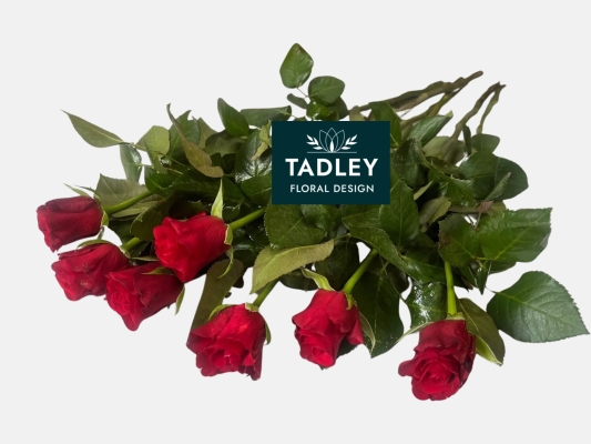 Single Stem Rose Red