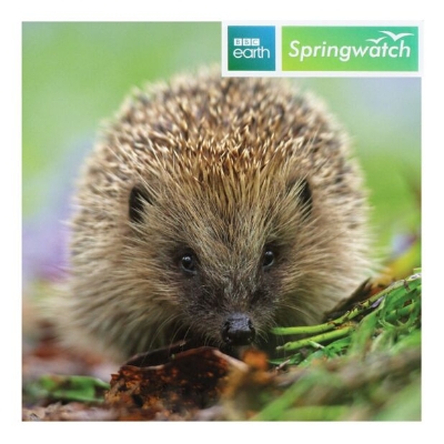 Hedgehog Blank Card
