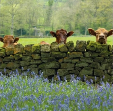 Cattle and Bluebells Blank Card