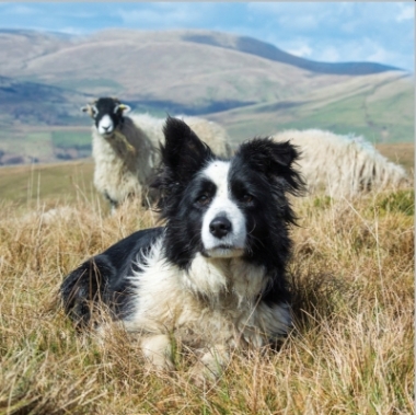 Border Collie Blank Card