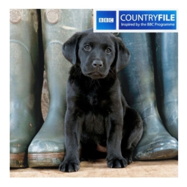 Black Labrador Puppy Blank Card