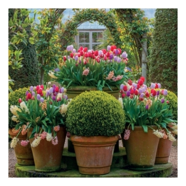 Tulips Blank Card