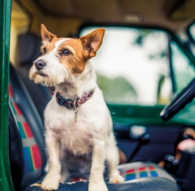 Jack Russell Blank Card