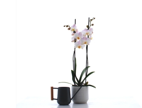 Orchid 12cm