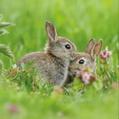 Rabbit Blank Card