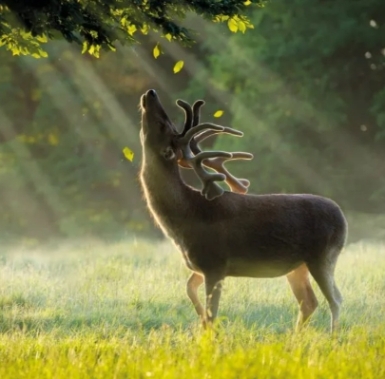 Red Deer Stag Blank Card