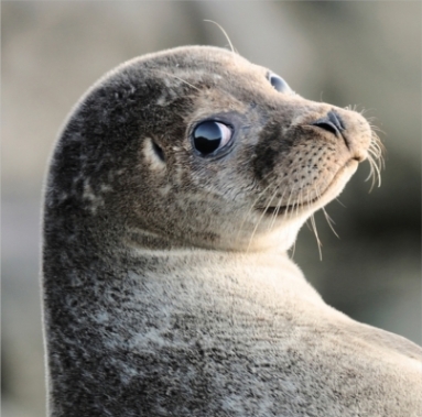 Seal Blank Card