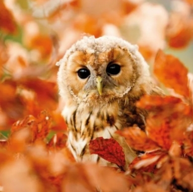 Tawny Owl Blank Card