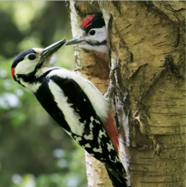Woodpecker Blank Card